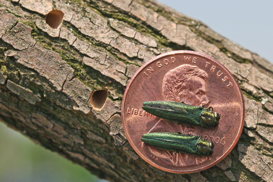 Emerald Ash Borer Severely Damaging Trees At Hidden Valley New Birth 